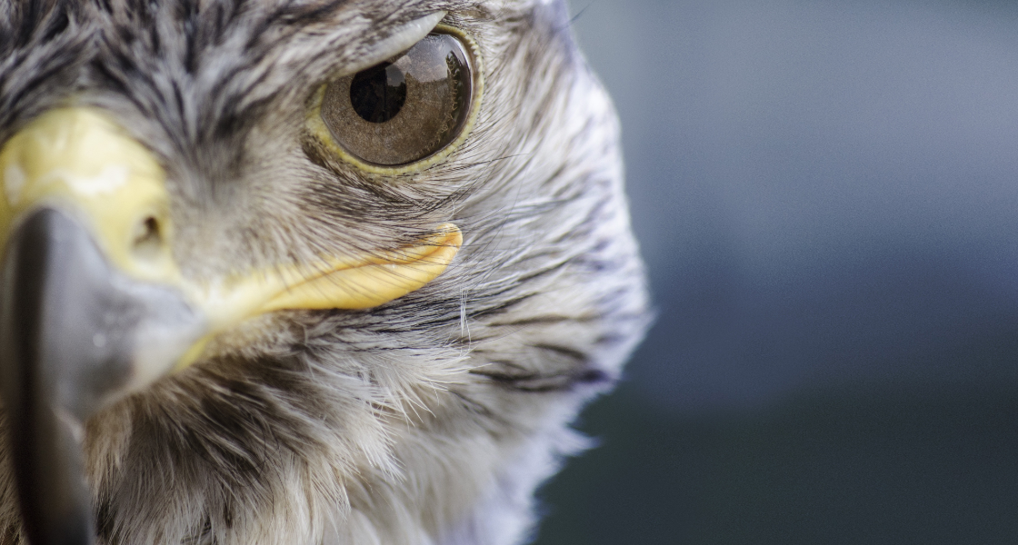 株式会社ファルコン1